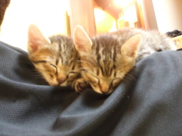 ���C�ɓ���