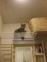 ���~�̂��C�ɓ���