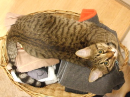 �����̒�