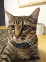 ���̏���