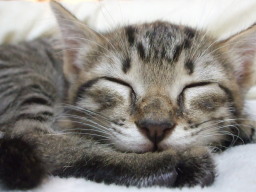 �X���X��