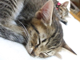 �X���X��