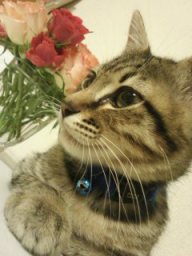 �C�P����