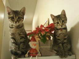 �N���X�}�X