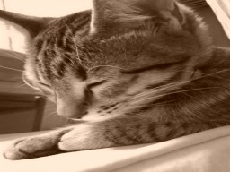 �����Ȃ�