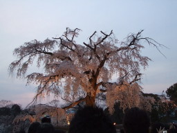 �~�R�����̂������