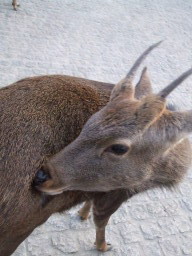 �ޗǌ����̎�